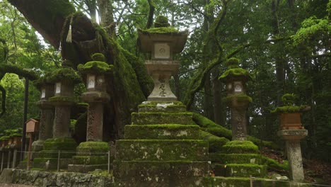 vista de bajo ángulo en una fila de linternas de piedra cubiertas de musgo en el santuario de kasugataisha en el parque público de nara