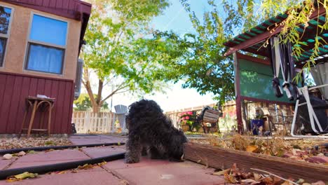 Puppy-exploring-the-garden-boxes-in-a-typical-backyard---isolated-slow-motion