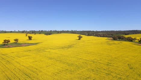 antena ascendiendo sobre el idílico campo de canola amarillo vibrante, campo de australia