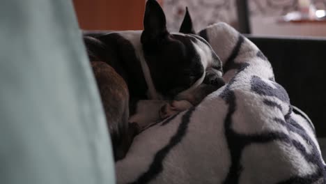 Perro-Boston-Terrier-Dormido,-Primer-Plano,-Tiro-Inclinado