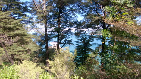 lookout from a forest to the big blue ocean