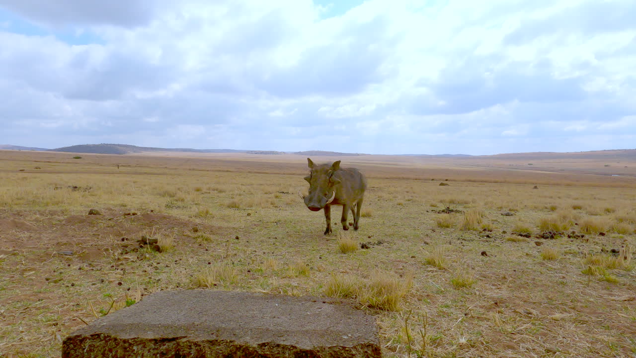 el jabalí pumba común camina sobre el campo seco para comenzar a mordisquear el bloque de lame