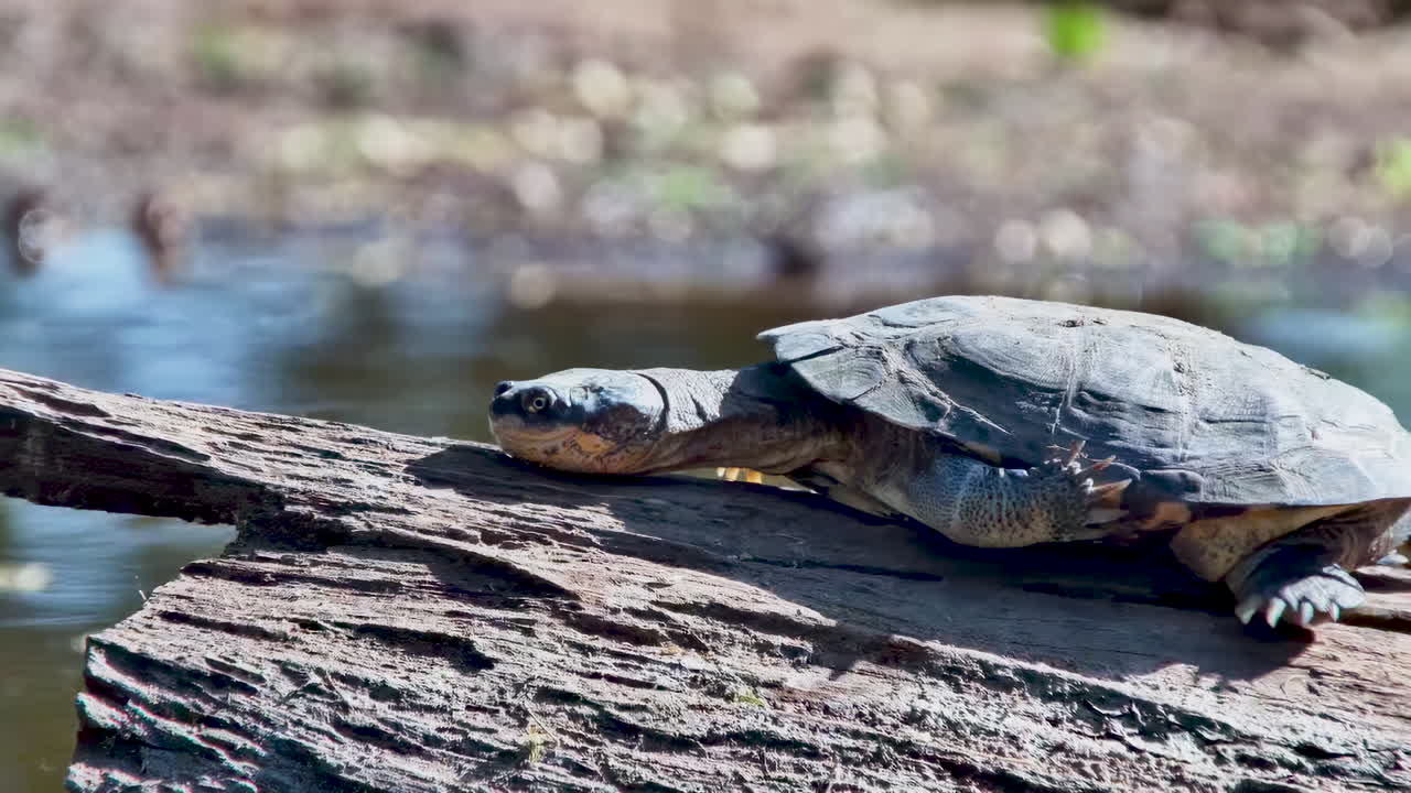 A wild terrapin stretches its neck towards the sun while basking on a large log