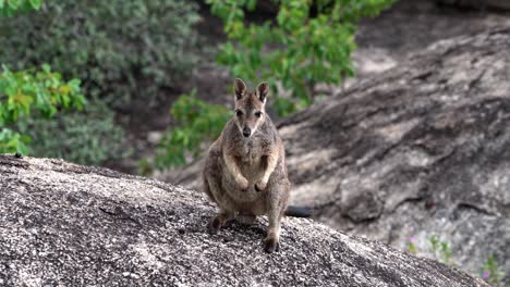 a cute mareeba rock wallaby shaking his ears