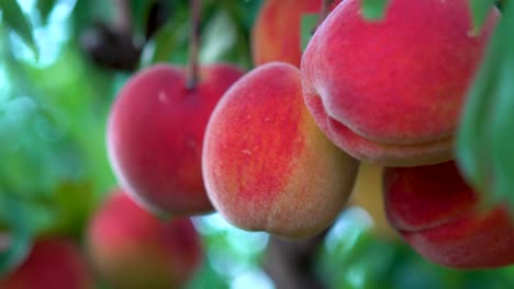 extreme closeup motion to the left of fresh ripe peaches hanging on a tree in an orchard-1