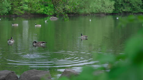 Kanadagänse-Schwimmen-Und-Schwimmen-Im-See