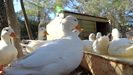 muchos patos blancos se alimentan en la granja - vista de bajo ángulo