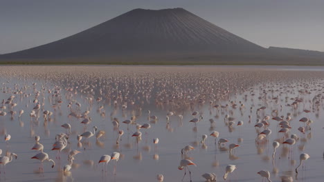 flamingos in a lake with a volcano backdrop