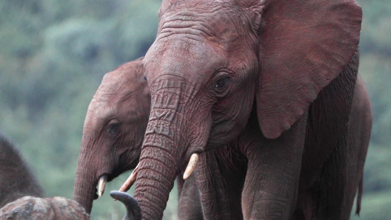 retrato de un elefante africano adulto en el parque nacional safari de kenia