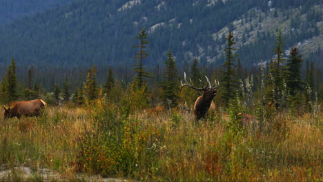 bull elk bugling en los pastizales durante la temporada de celo en alberta, canadá