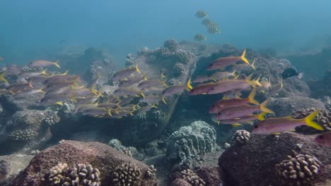 Imágenes-Submarinas-De-Un-Banco-De-Pez-Cabra-De-Aleta-Amarilla-Nadando-Alrededor-De-Un-Arrecife-Tropical-Rocoso-Hawaiano-En-El-Océano-Azul-Claro