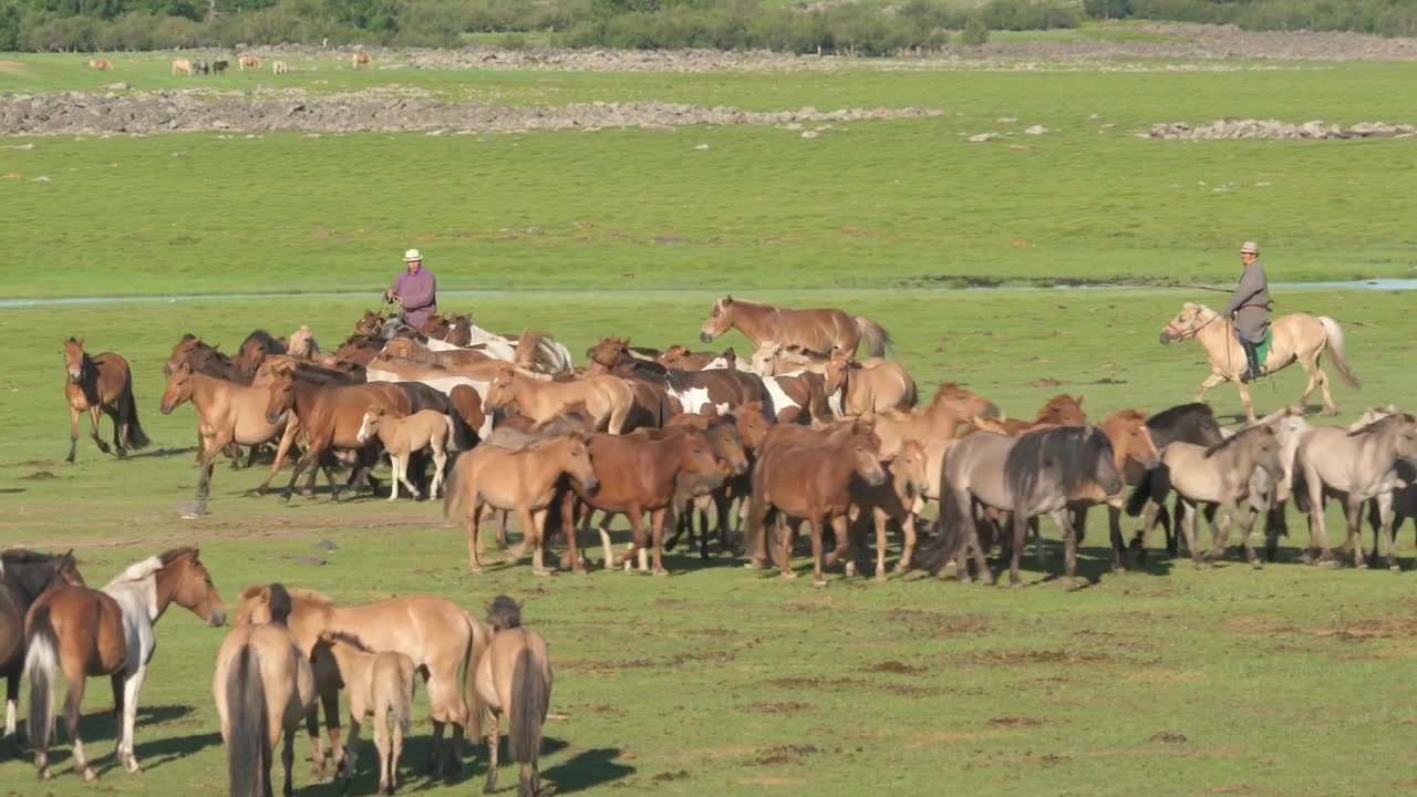 Mongołscy pasterze pasący konie na rozległym zielonym pastwisku