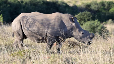 Weißes-Nashorn,-Seitenansicht,-Das-Zwischen-Hohen-Gräsern-Weidet