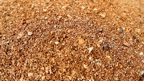 ants walking on dirt, entering holes, tracking shot with a wide lens