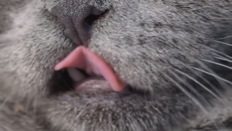 close-up of a cat's face