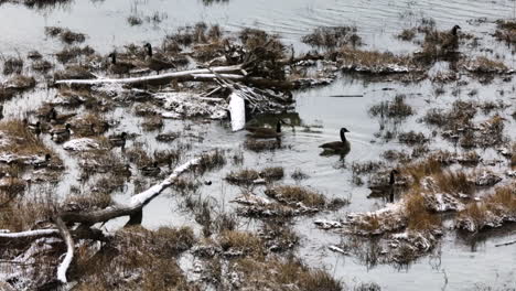 waterfowl ducks over swampy lakes in lake sequoyah, washington county, arkansas