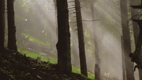 el movimiento de la cámara panorámica a la derecha revela un bosque de coníferas con niebla y rayos de sol que alcanzan su punto máximo y arrojan las ramas