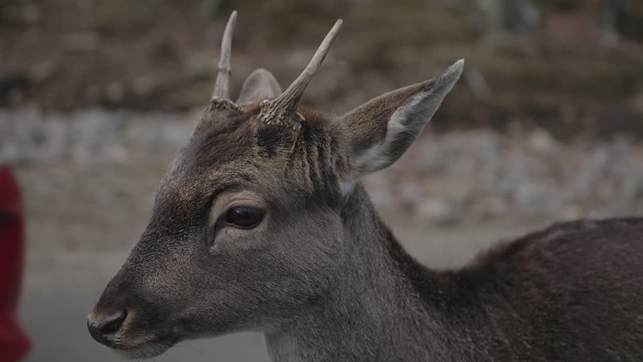 Giovane cervo che bruca l'erba mentre guarda la telecamera con un'auto che passa dietro - Safari Park in Quebec, Canada