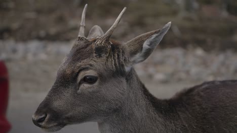 Young-Deer-Munching-Grass-While-looking-At-Camera-With-Car-Passing-Behind---Safari-Park-In-Quebec,-Canada