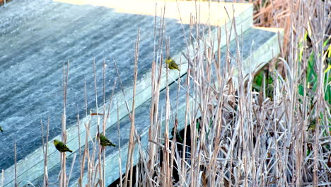 Sociable Cape Weaver finches perched on reeds of wetland area next to faded deck