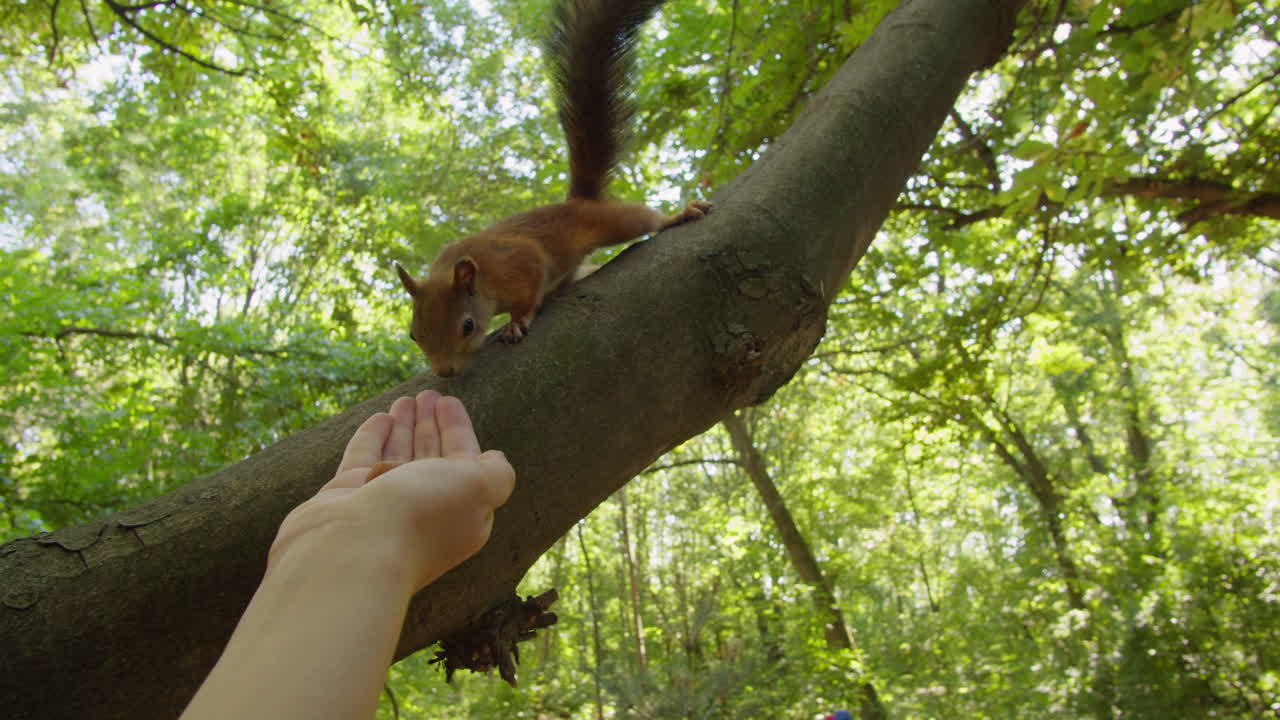 Woman feed the red squirell on the tree in forest close-up. Small squirell eating nuts in beautiful green park