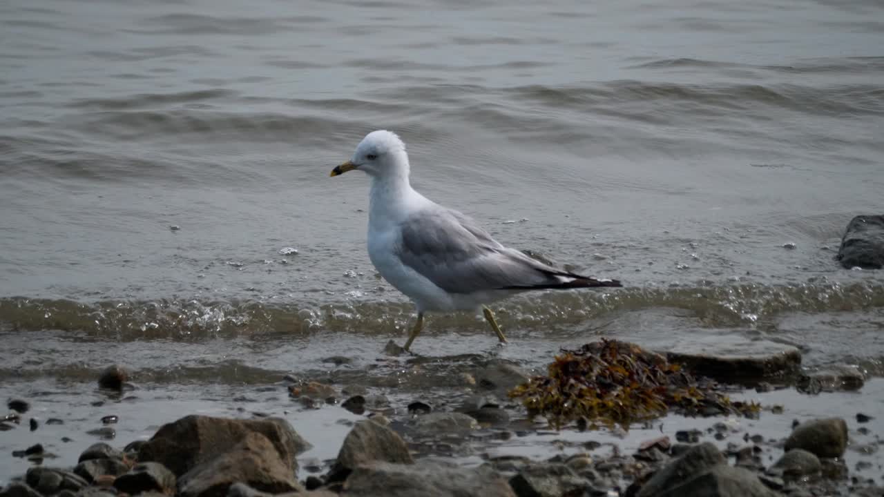 una gaviota camina en el agua en una costa rocosa mientras pequeñas olas pasan detrás