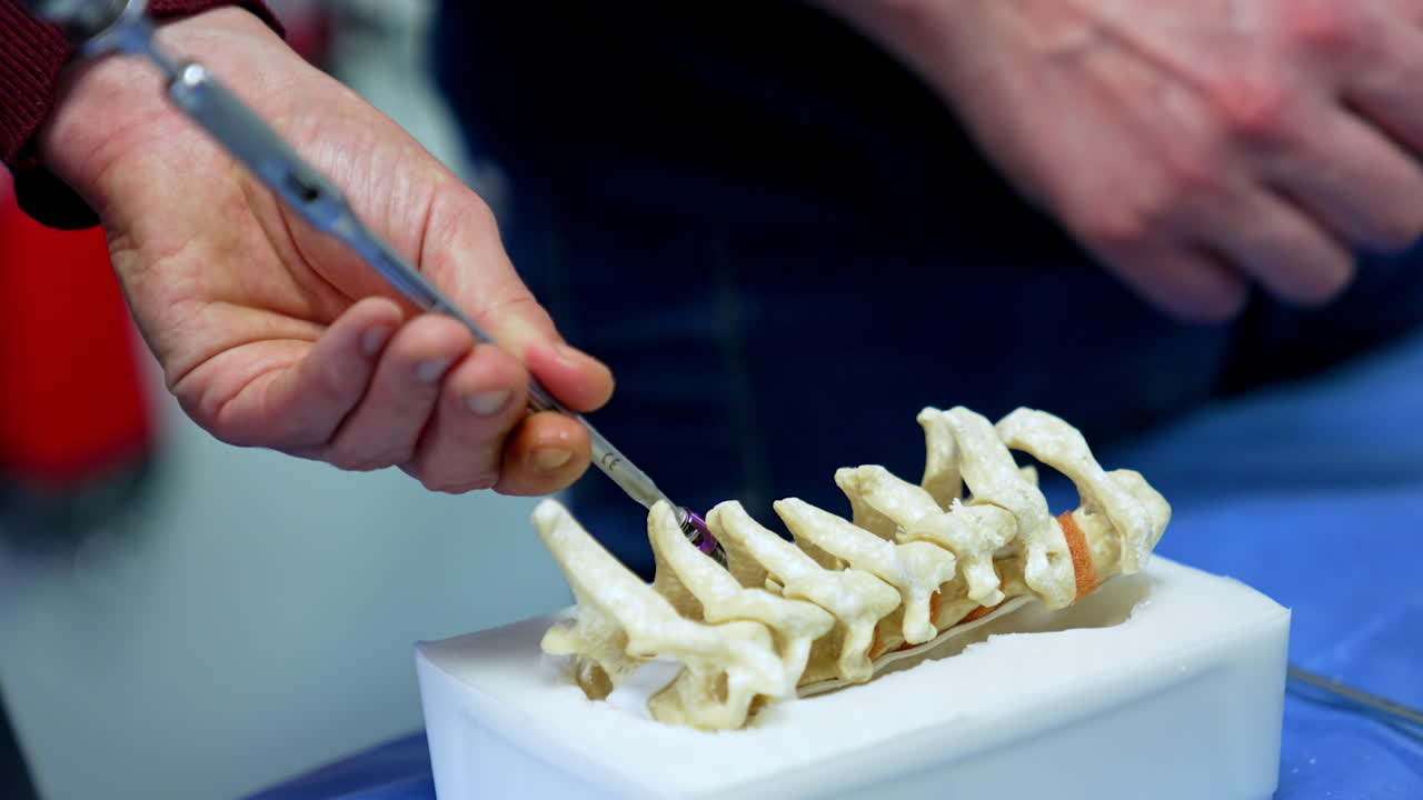 Practicing tool application on the plastic dummy of spine. Training future neurosurgeons on the models. Close up.