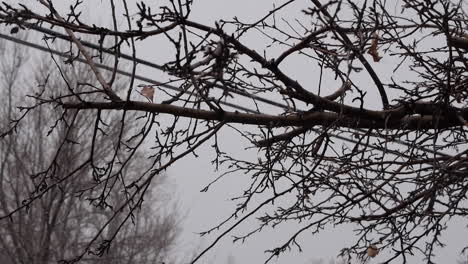 slow falling on dead tree branches on cold, cloudy winter day, single leaf