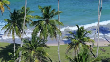 beautiful tropical beach with palm trees and waves