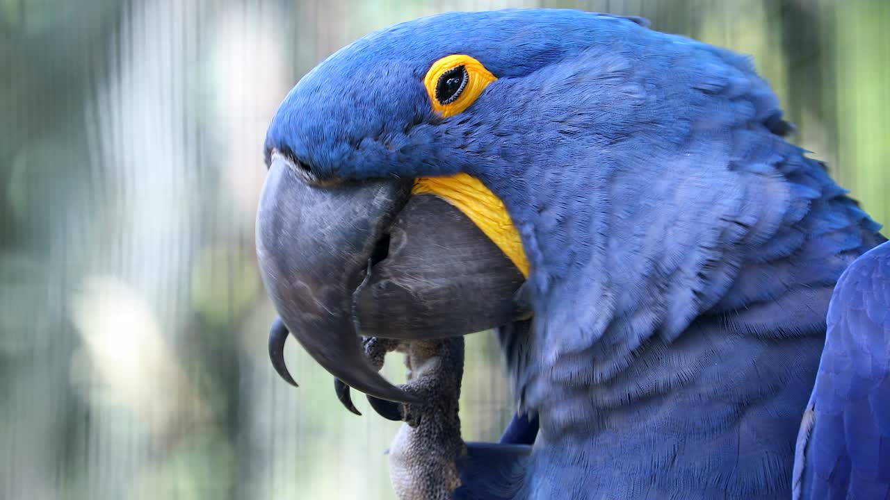 아름다운 히아신스 아카우 무새 - 근접 초상화