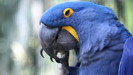 beautiful hyacinth macaw parrot - closeup portrait