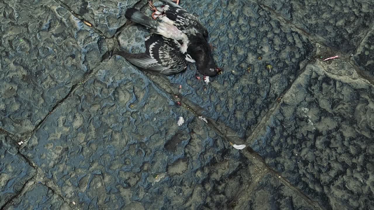 거리에서 비둘기, 차와 건물을 볼 수 있습니다.