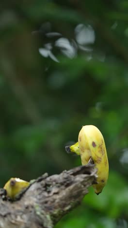 a small, colorful bird with a vibrant yellow belly and blue-gray head is seen perched on a ripe banana, pecking at the fruit