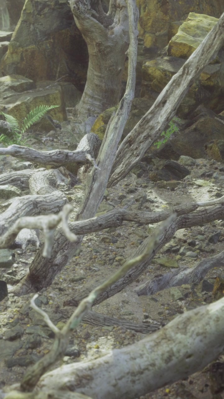 Tree roots are visible on the ground along with green ferns in a woodland area