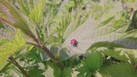 Escarabajo-De-Dama-En-Una-Hoja-Verde-Durante-El-Día-Soleado-De-Verano