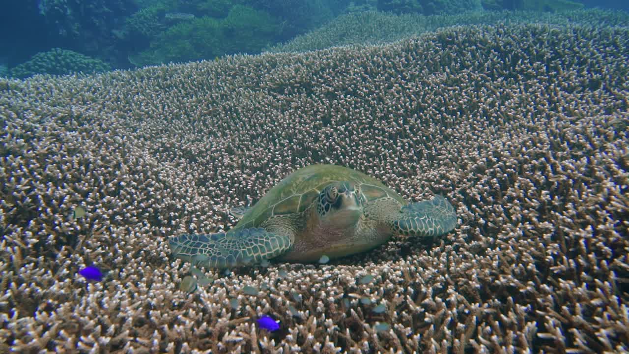 A big green turtle is resting on a beautiful coral garden