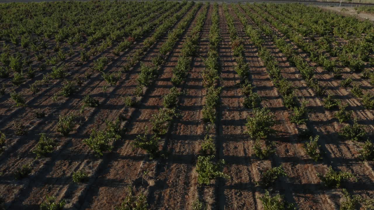 fotografía aérea de un viñedo cerca de la puesta del sol, con largas sombras que se extienden por el suelo