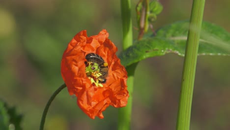 Honeybee-crawling-on-crinkled-petals-of-a-red-poppy-in-a-sunny-mediterranean-meadow,-closeup-slowmo