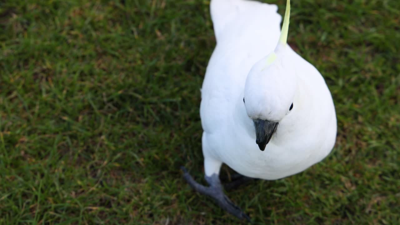 잔디 위 를 고 있는 마스크 를 입은  날개 새