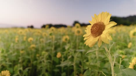 Bask-in-the-breathtaking-beauty-of-vibrant-sunflowers-at-sunset,-a-golden-hued-field-overlooking-Gimnyeong-Beach-on-Jeju-Island,-Korea