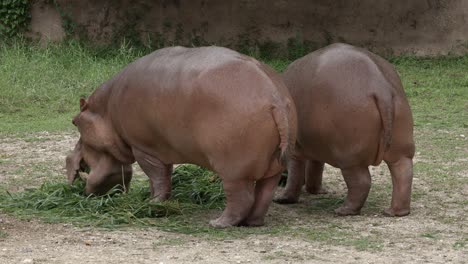 two hippopotamus eating grass-grazing on the ground near the pond at a zoo