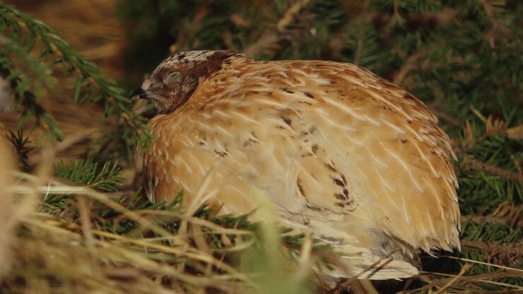 A close-up of a Japanese quail nestled among green foliage. Its beige and brown feathers provide natural camouflage. The quail's eye is sharply focused, showcasing its gentle expression.