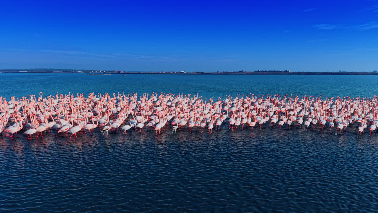 Vista amplia de una bandada de flamencos en agua azul cerca de la ciudad. Toma panorámica aérea de flamencos en un lago con un perfil urbano distante y el horizonte.