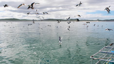 Gaviotas-Atraídas-Por-Chum-Utilizadas-Para-Atraer-Tiburones---Industria-De-Buceo-En-Jaulas-De-Tiburones