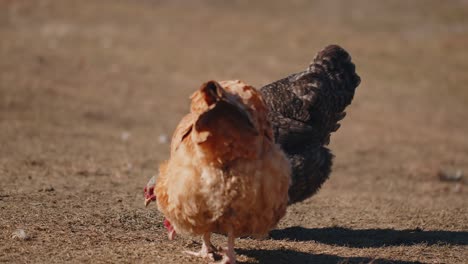 freerange gray domestic chicken eating grains peck yellow grass on eco home farm wildlife farming