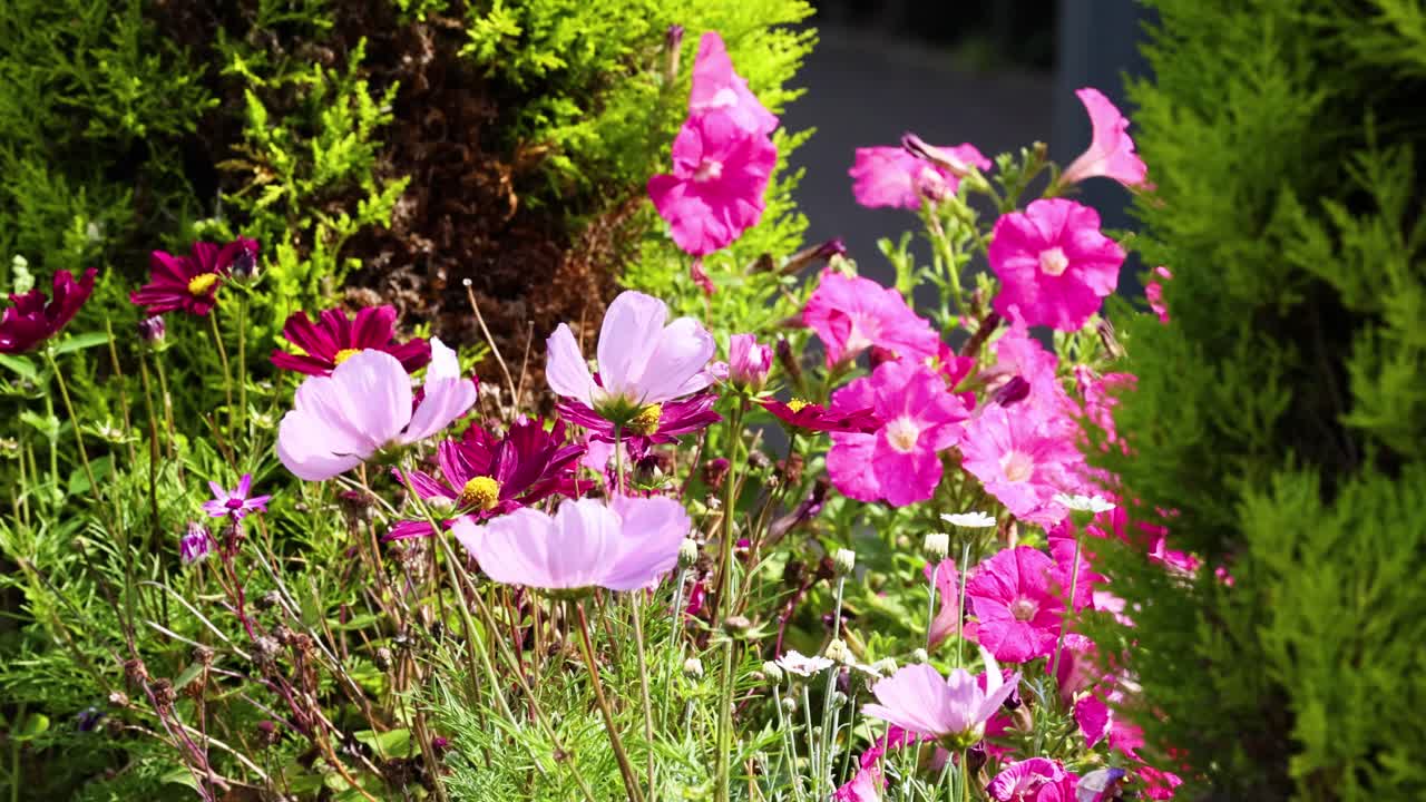 울창 한 정원 에서 활기찬 페투니아 꽃