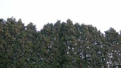 Pine-tree-tops-with-cloudy-sky-in-big-garden