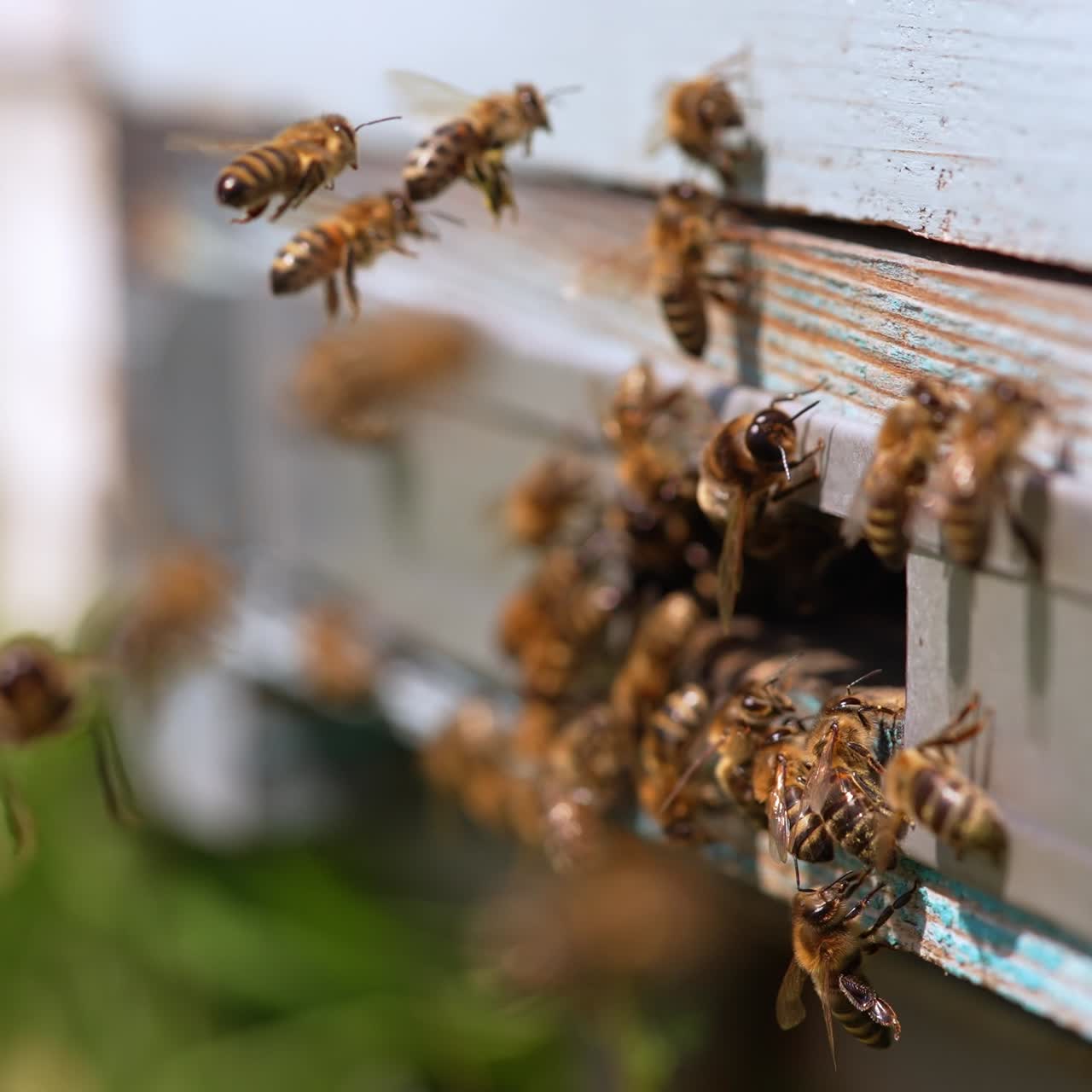 Hard-working bees gathered around their beehive. Busy insect trying to enter their home to produce honey. Close up. Blurred backdrop