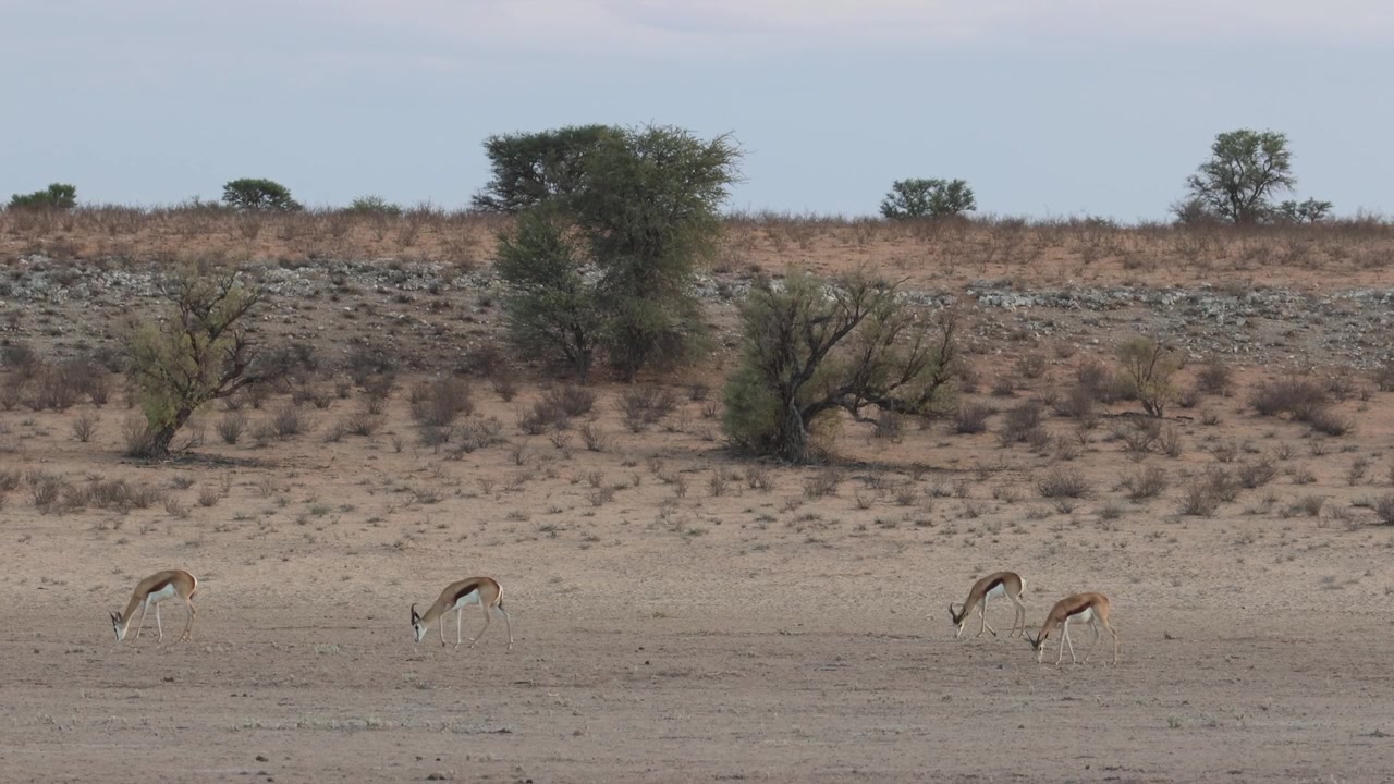 Laaja otos neljästä hyppyantilooppista ruokailemassa Kgalagadi Transfrontier Parkin laajoilla kuivilla tasangoilla, taustalla hiekkadyyni ja taivas