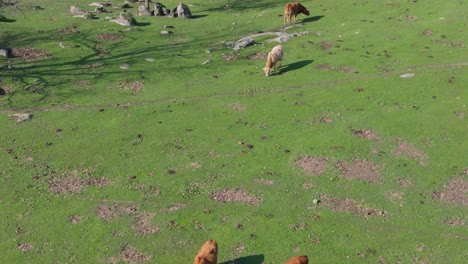 drone-flight-in-an-area-of-green-pastures-and-rocks,-there-are-trees,-some-without-leaves,-with-cows-of-different-colors-grazing-on-a-winter-morning-in-Ávila-Spain,-the-video-is-in-slow-motion